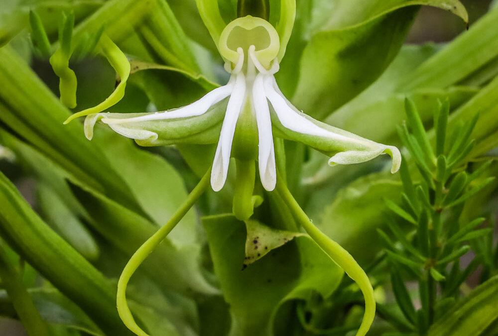 Bonatea speciosa