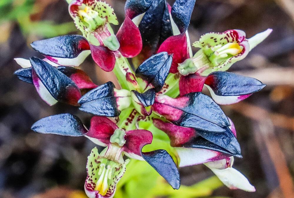 Disa atricapilla