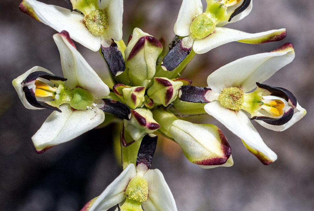 Disa bivalvata