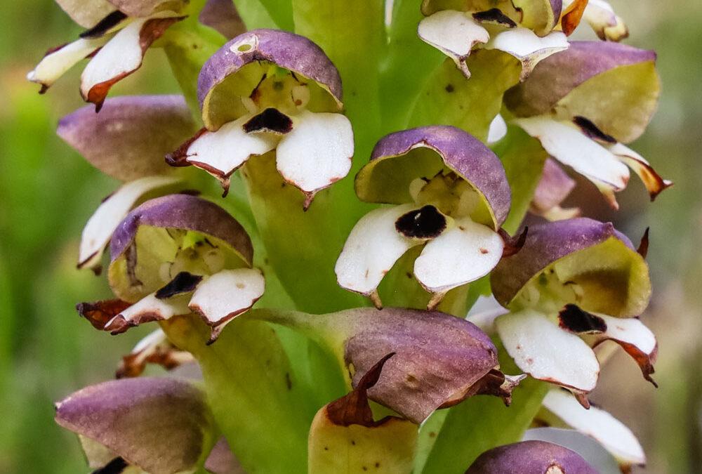 Disa cornuta