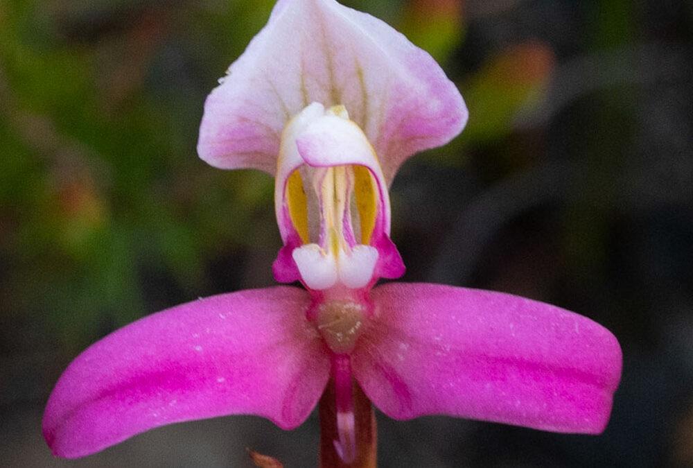 Disa filicornis