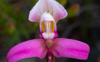 Disa filicornis