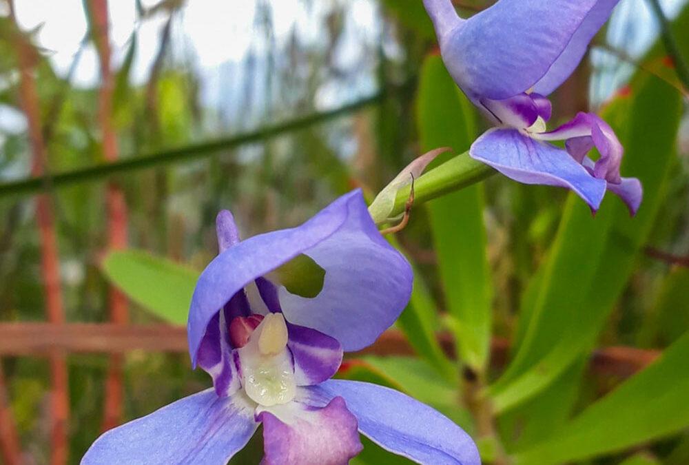 Disa graminifolia