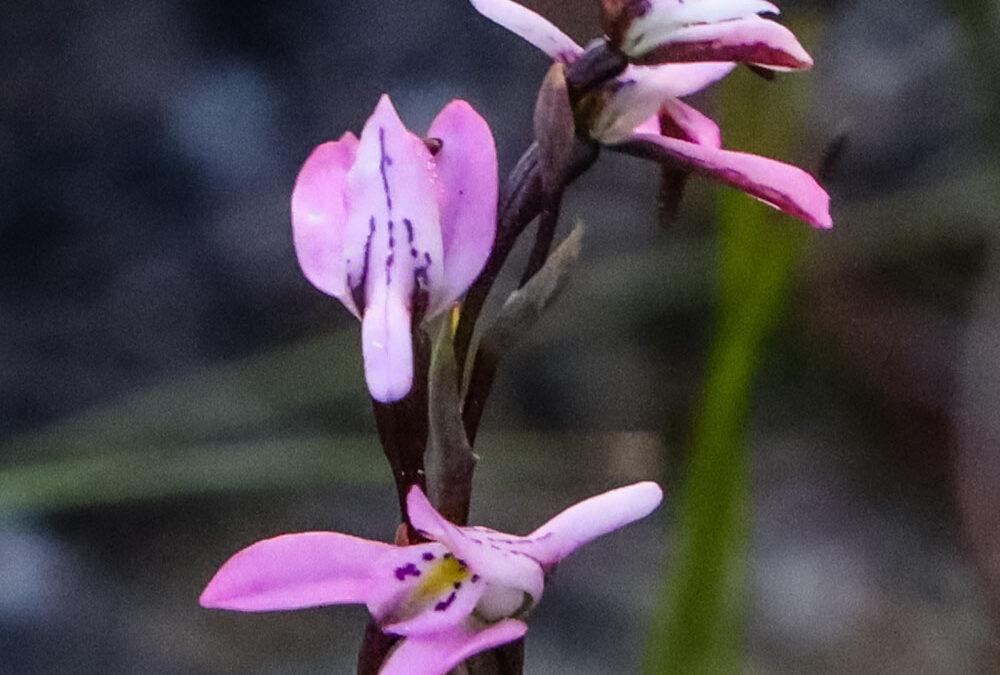 Disa obliqua