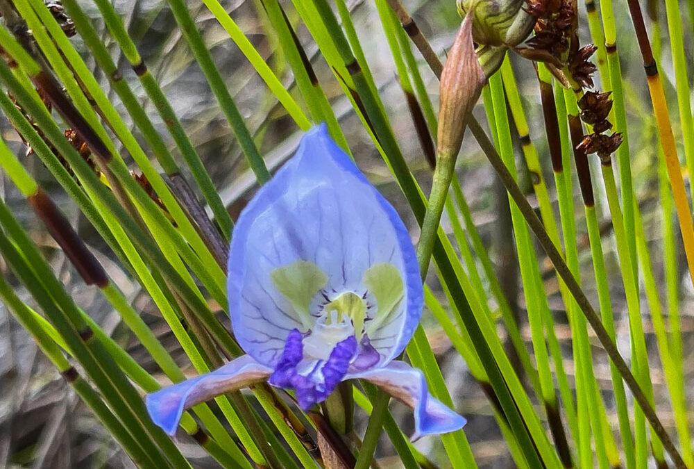 Disa purpurascens