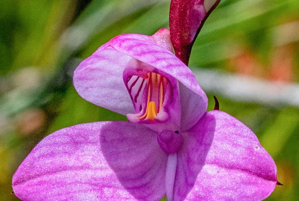 Disa racemosa