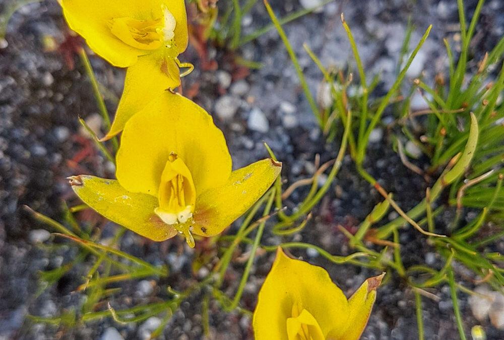 Disa tenuifolia