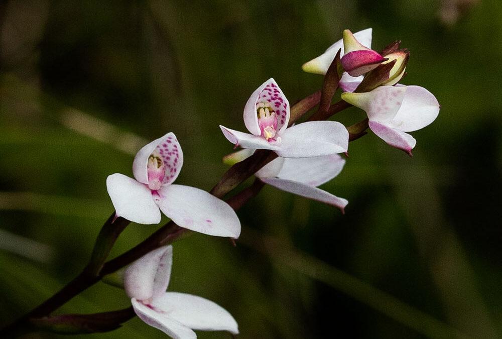 Disa tripetaloides