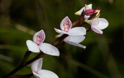 Disa tripetaloides