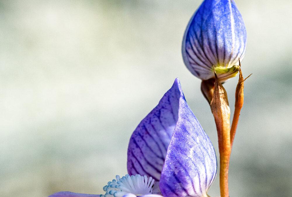 Disa venusta