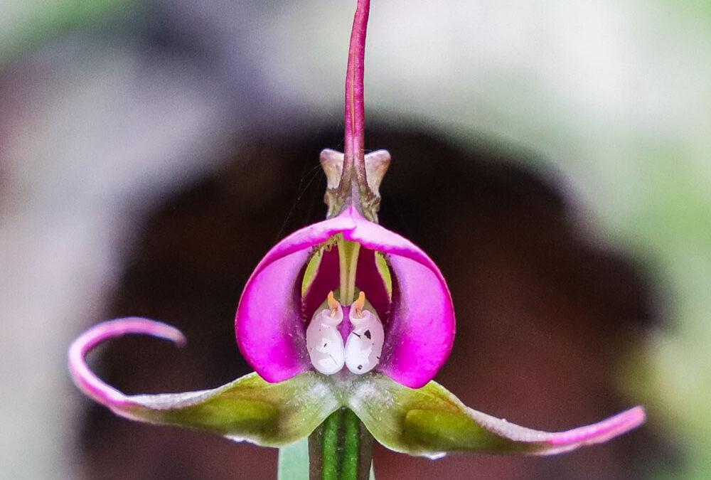Disperis capensis var. capensis