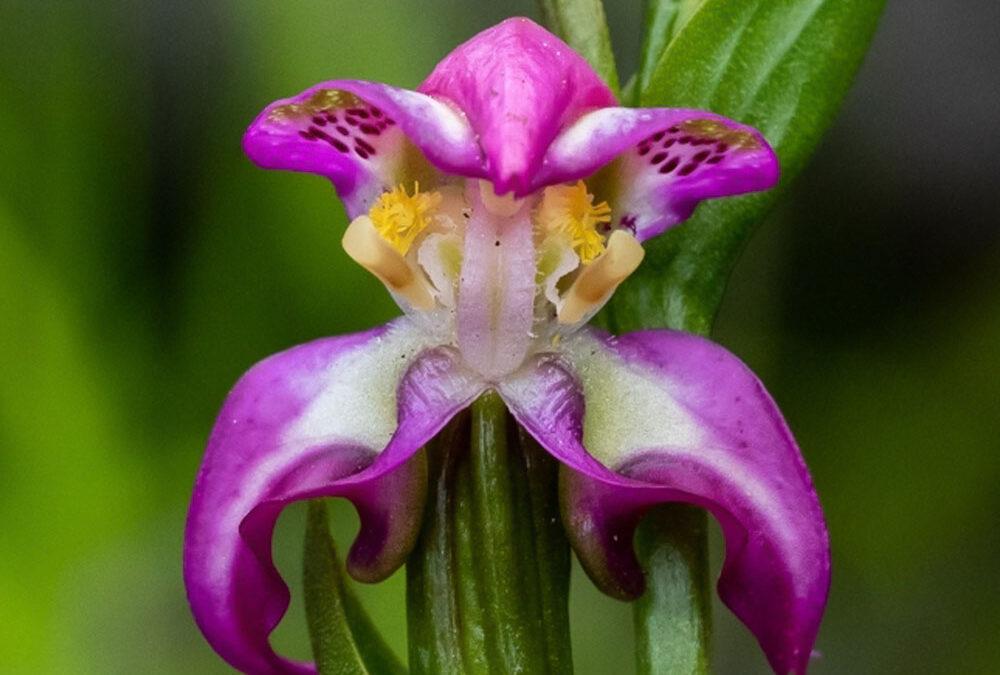 Disperis paludosa