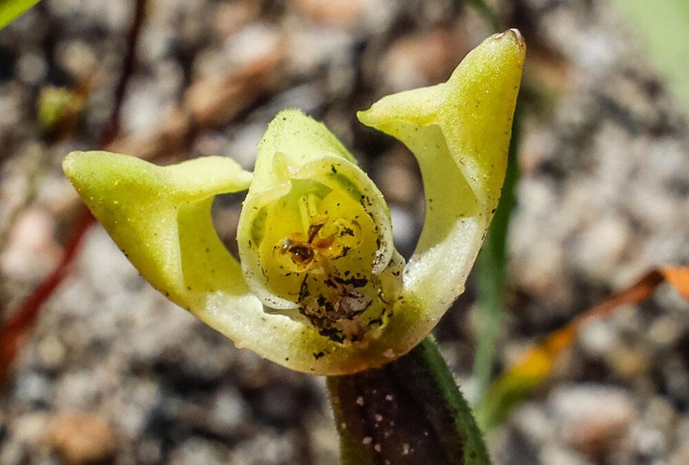 Disperis villosa