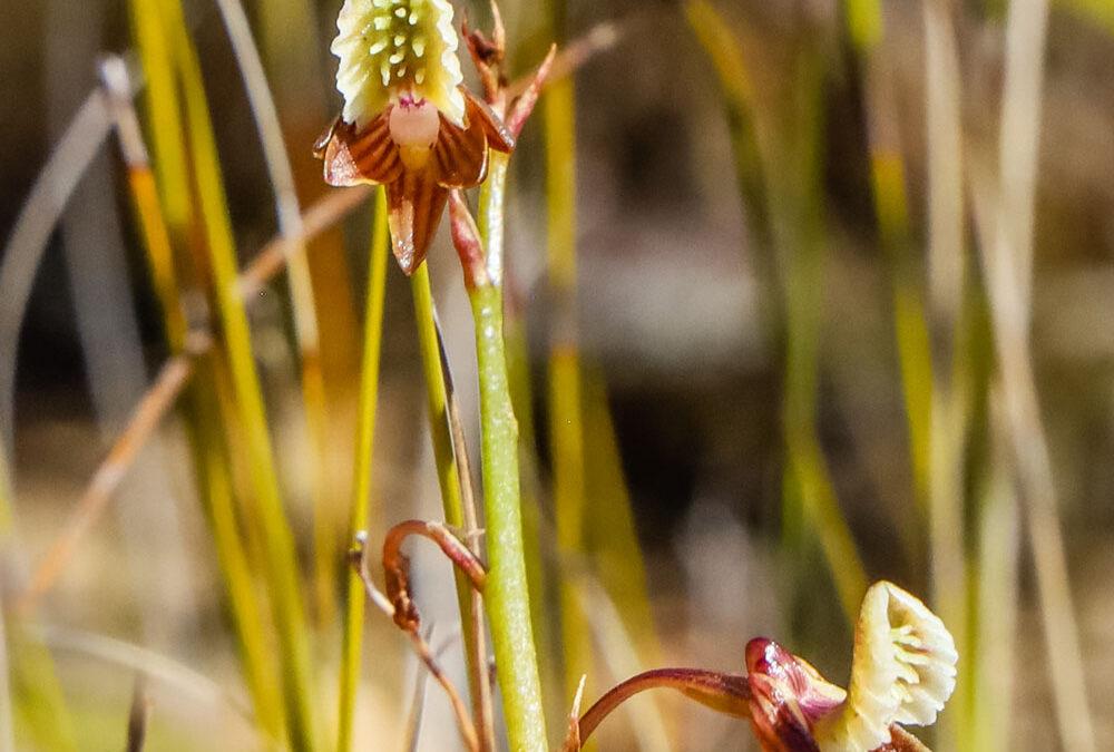 Eulophia bolusii