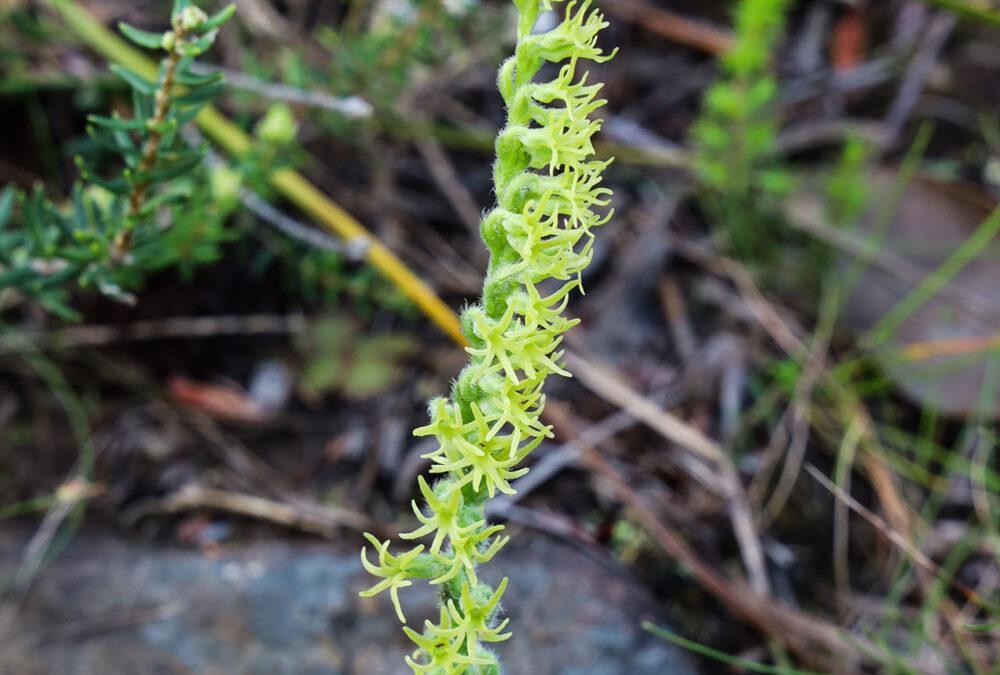 Holothrix cernua