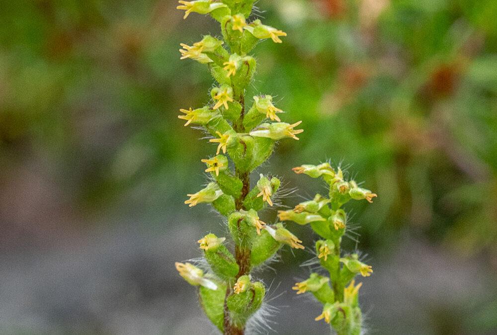 Holothrix villosa ssp. villosa