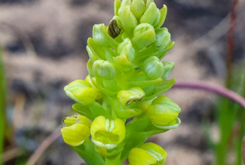 Pterygodium excisum