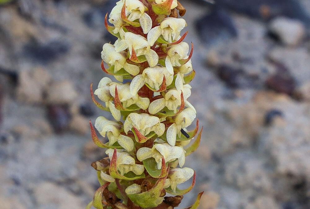 Satyrium bicallosum