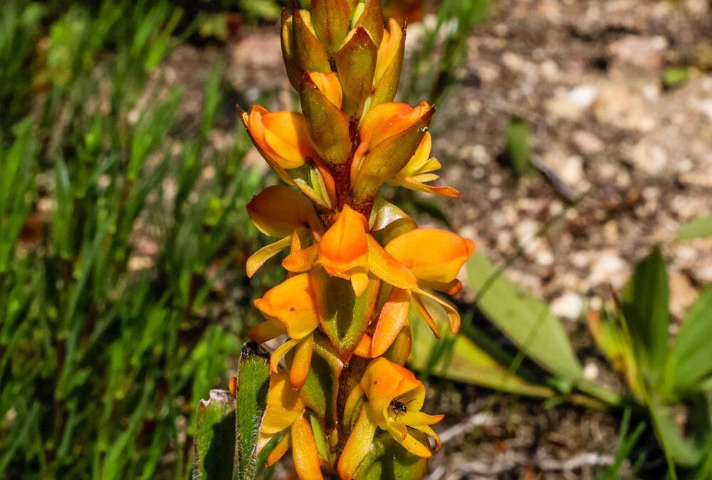Satyrium coriifolium