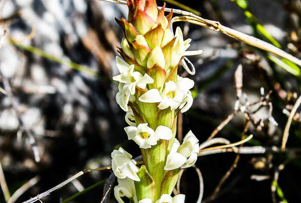 Satyrium humile