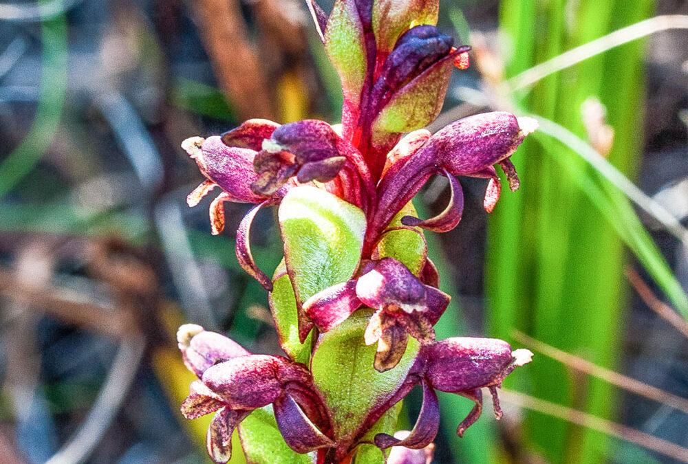 Satyrium lupulinum