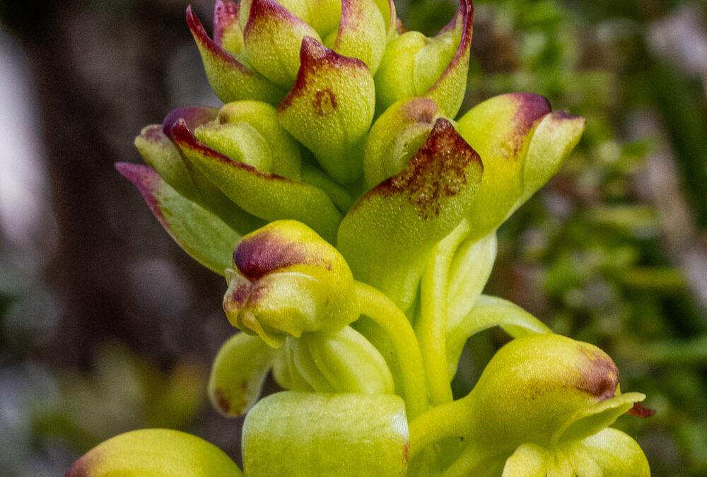 Satyrium odorum