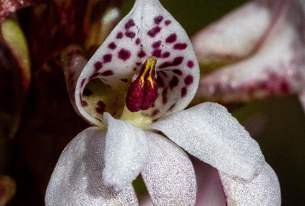 Satyrium rhynchanthum
