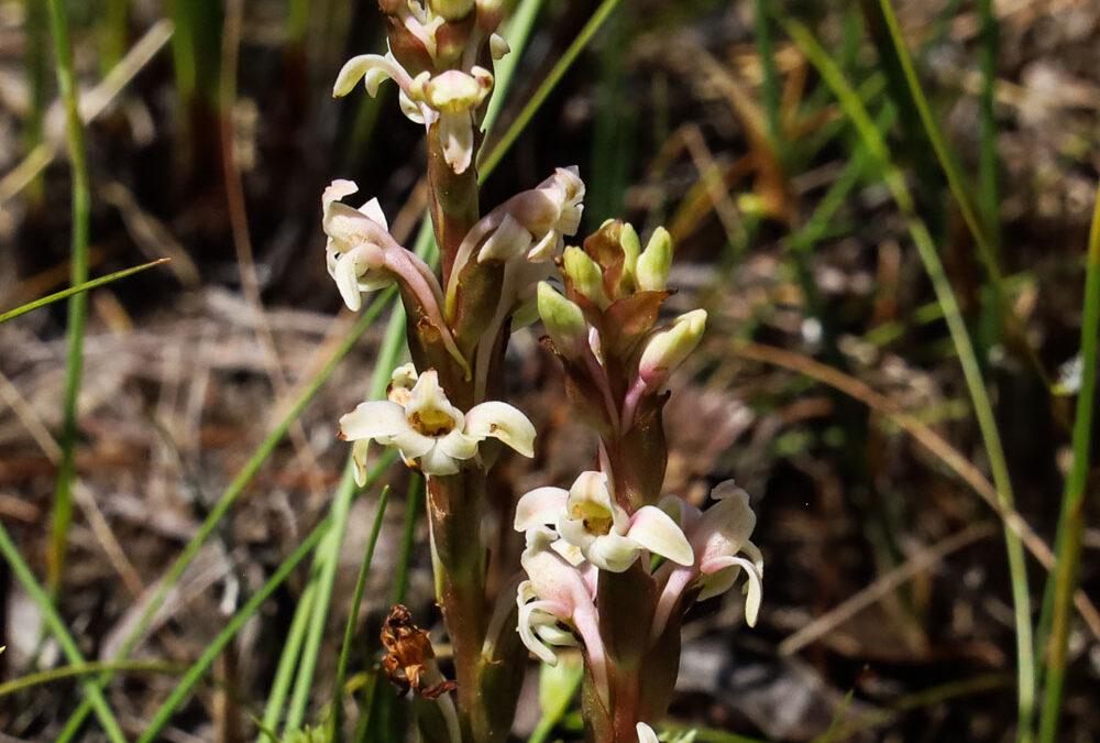 Satyrium stenopetalum ssp. brevicalcaratum